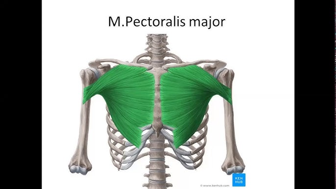 Xaritadan jozibali kokrak va mushuklarning videolarini qidiring Xaritadan jozibali kokrak va mushuklarning videolarini qidiring