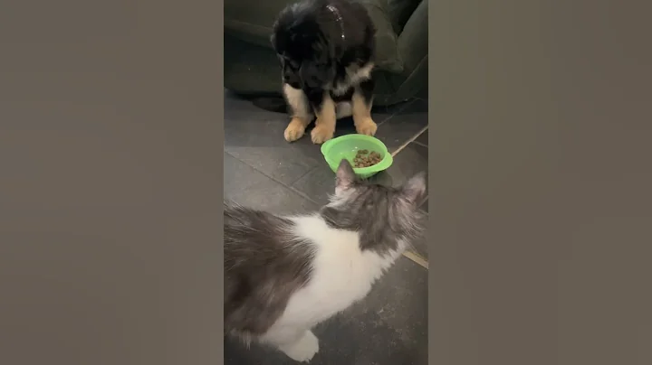 Video 8154381: mainecoon catlover ragdollcat, ragdollcat catlover cats