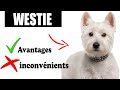 Le west highland white terrier avantages et inconvnients  westie le mal et le bien de la race