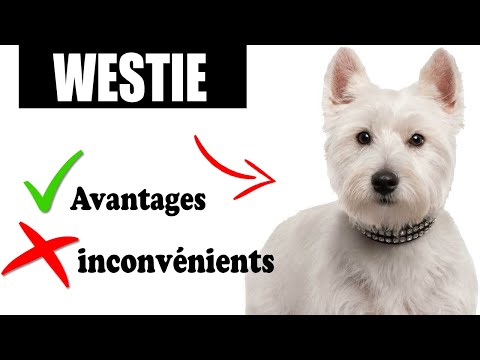 Le West Highland White Terrier Avantages et Inconvénients | Westie Le mal Et Le Bien De La Race