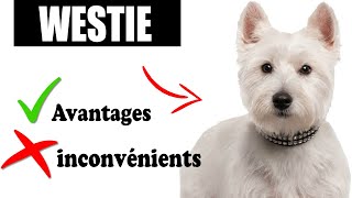 Le West Highland White Terrier Avantages et Inconvénients | Westie Le mal Et Le Bien De La Race
