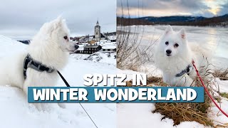 Spitz in Winter Wonderland – Visiting Røros by MollytheSpitz 654 views 3 years ago 3 minutes, 7 seconds