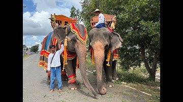 ช้างแสดงรอบเช้าจ้า