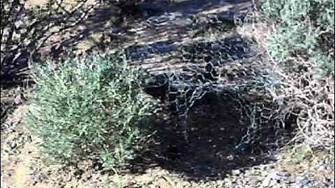 How to build a bird snare that works great, Snared birds, The Brigham Tea co,