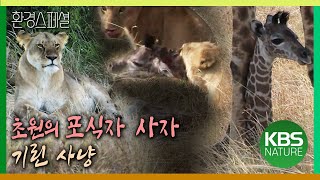 초원의 포식자 사자, 기린 사냥 [환경스페셜-동물 대이동 위대한 여정 제1편 검은 대륙의 질주 누] / KBS 20080109 방송