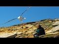Albatrosse - Meisterflieger auf hoher See