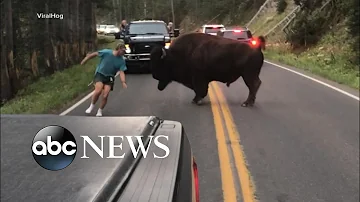Do Bisons attack humans?