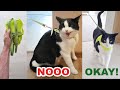 Cat&#39;s Reaction to The Leash. Before / After