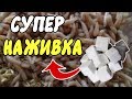 КАК ПРИГОТОВИТЬ ЭНЕРГИЧНОГО ОПАРЫША! ОТЛИЧНАЯ НАЖИВКА ДЛЯ РЫБАЛКИ!