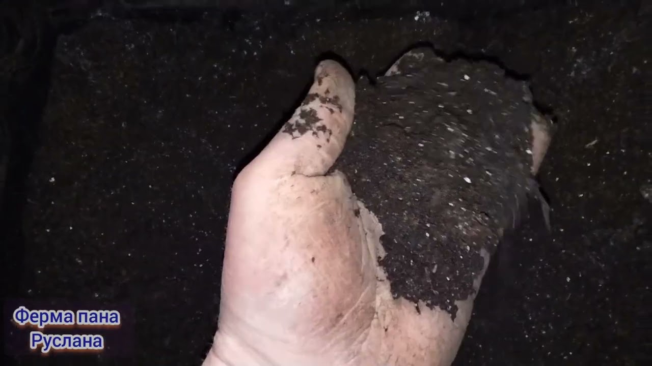 26 лютого висів насіння цибулі 🧅 на розсаду.