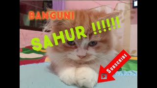 Video Kucing Lucu/Dibangunin Sahur gak Bangun-bangun