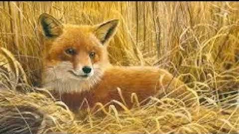 Birds And All Nature - Volume Four Number Five November 1898: Bird Courtships