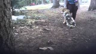 Training Bonnie Lee by DireWolf Dogs of Vallecito, LLC 266 views 10 years ago 7 minutes, 5 seconds