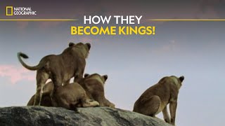 How They Become Kings! | Built For The Kill | Full Episode | S4E1 | Nat Geo Wild