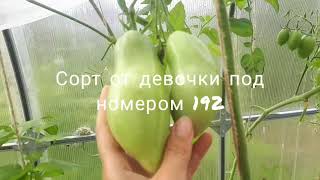 Обзор Теплицы 1 Сорта  томатов и новинки !