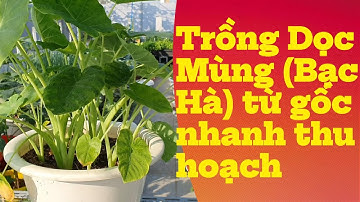 Trồng Dọc Mùng Bạc Hà từ gốc nhanh thu hoạch