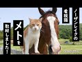 メイショウドトウやネコパンチと仲良し!?ノーザンレイクの看板猫「メト」に密着!