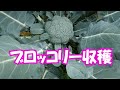 ブロッコリー収穫とホウ素欠乏・ネギ肥料葉面散布20/10/12＃1079