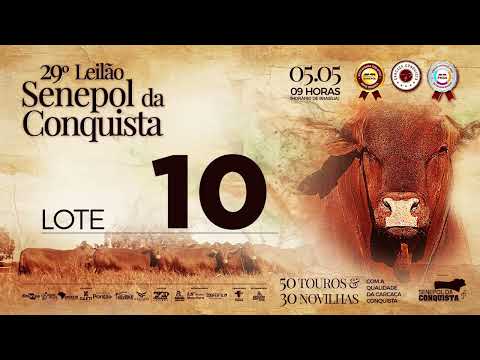 LOTE 10 CONQ 2488 - FÊMEA