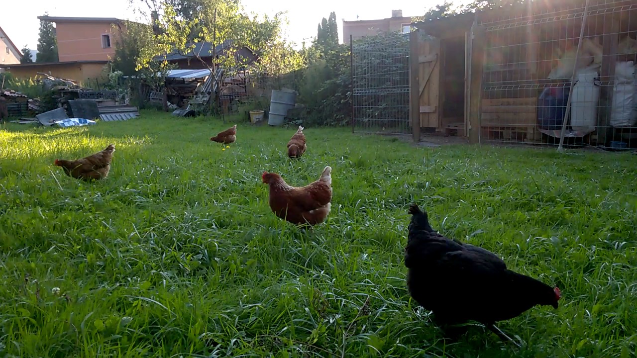 Kachny a slepice Our ducks and chickens - YouTube
