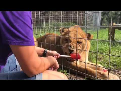 cheetah running speed What do you do when a lion won’t take his meds any other way?