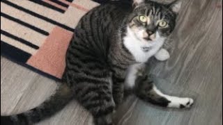 My CAT being playful for 2 MINUTES! | Suz OK