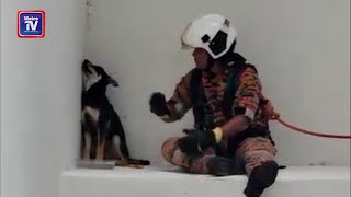 anjing Merajuk Pun Abang Bomba Kena Pujuk