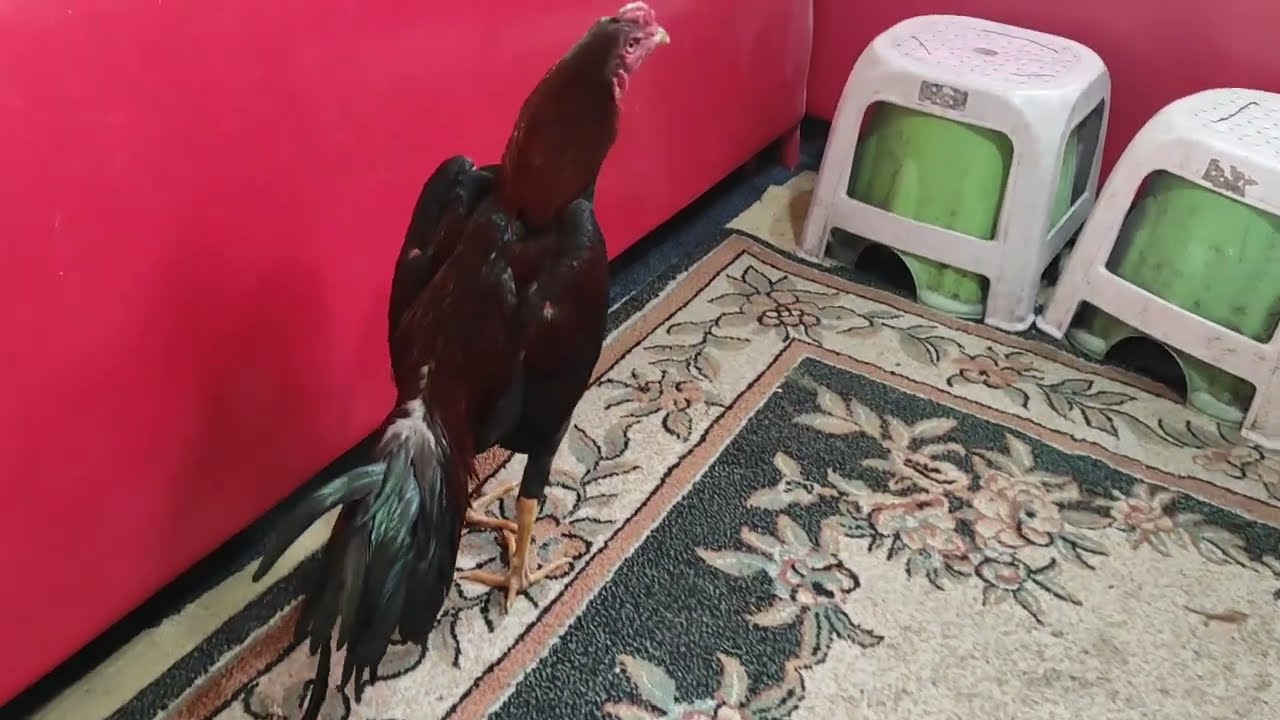 /// MEVLÜT USTANIN YENİ KÜMESİ VE HATIRA ALDIĞI HOROZLAR ///