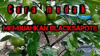 Cara membuahkan blacksapote/sawo hitam meksiko/buah Puding coklat