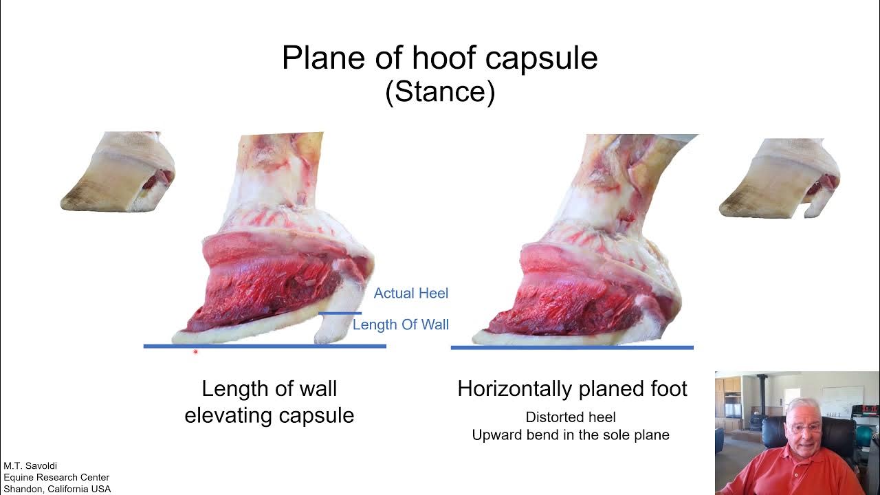Anatomy of the Equine foot Heel area YouTube