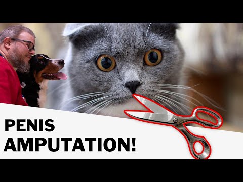 Video: Unfähigkeit, Den Penis Bei Katzen Vorzuschieben Oder Zurückzuziehen
