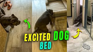 Dog Got Really Excited after Owner Got It a New Bed