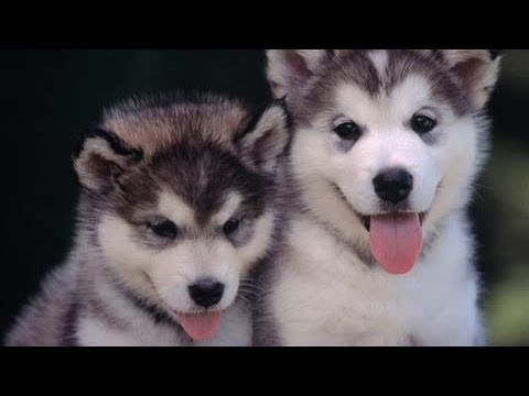 best-funny-videos-cute-dogs---