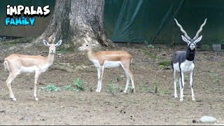 Impala Family Looking Around