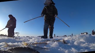 Рыбаков тьма, ловят ВСЕ.. Жор зубаря.. 25.02.2024