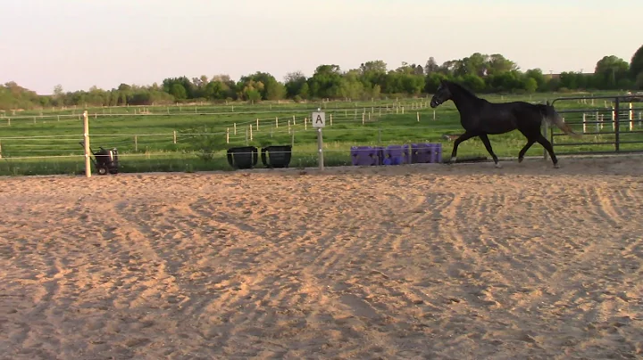 Cisco T Trot