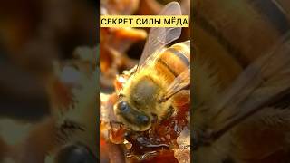 СЕКРЕТ СИЛЫ МЁДА #здоровье #вред #боль#мёд#исламмедицина