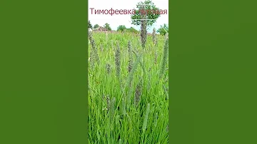 Тимофеевка луговая.🌾