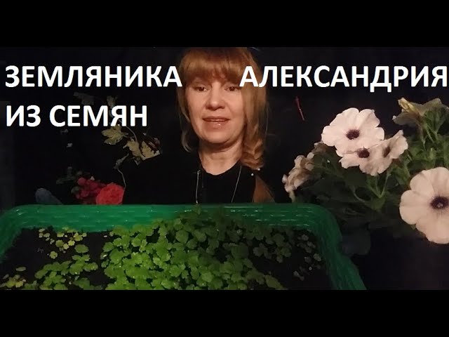 Земляника "александрия" из семян.