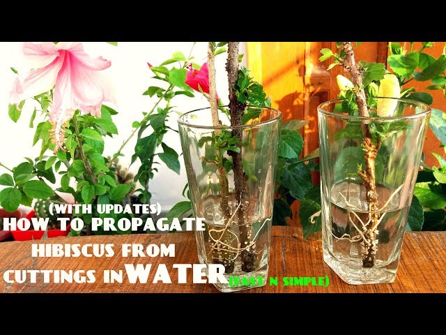 How to Propagate Hibiscus From Cuttings in Water(With Updates)