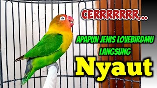 SUARA LOVEBIRD GACOR NGEKEK PANJANG FIGHTER MANTAB NAIKKAN EMOSI, APAPUN JENIS LABETMU PASTI NYAUT