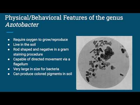 Wideo: Różnica Między Azotobacter I Azospirillum