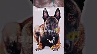 эдит малинуа😶‍🌫️😘 #edit #storts #husky #top #рекомендации #dog