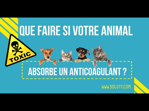 Vidéo: Quels sont les traitements pour les chiens qui mangent du poison anti-coagulant pour rat?