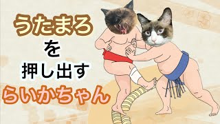 【猫】うたまろを押し出すらいかちゃん【日常】