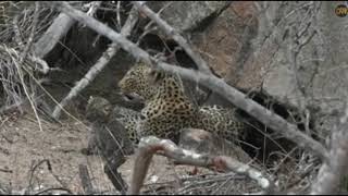 Beautiful Views of Thandi's Cubs November 9,  2019