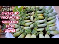 #440 HOW TO PROPAGATE SUCCULENTS FROM LEAVES | 다육식물 | 多肉植物 | Suculentas| NHÂN GIỐNG SEN Đá BẰNG LÁ