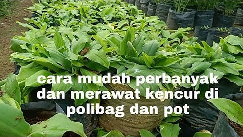 CARA PERBANYAK..DAN MERAWAT KENCUR DI POLYBAG
