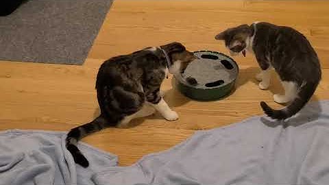 Indy and Peach with their new Pawaboo Cat Toy with Running Mouse