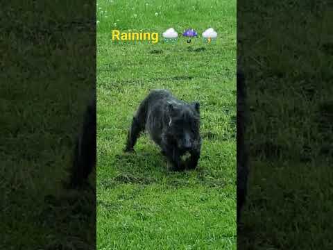 Ears are down, Tail is down & it's hammering down 🌧  -  #shortsfeed